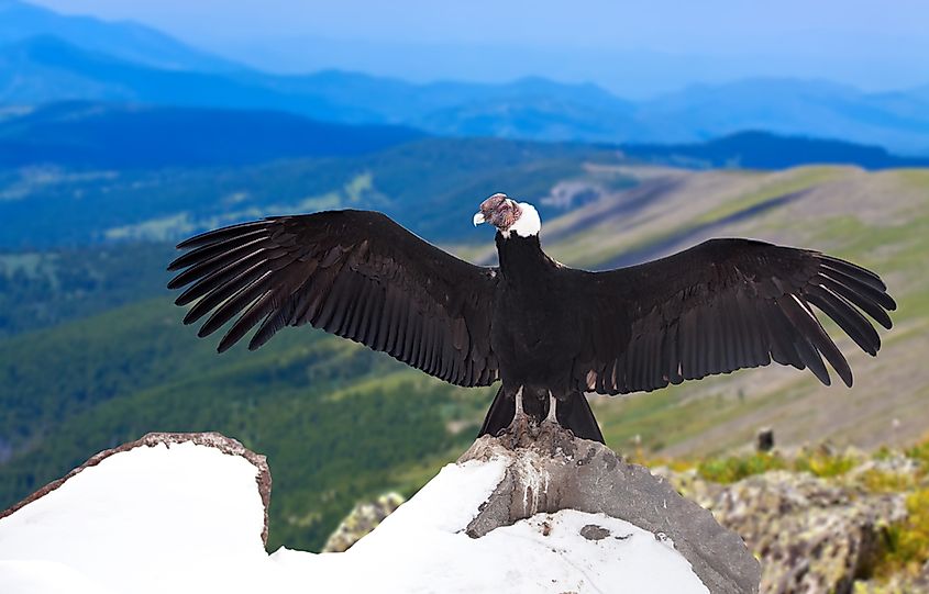 An Andean condor landing on a rock.