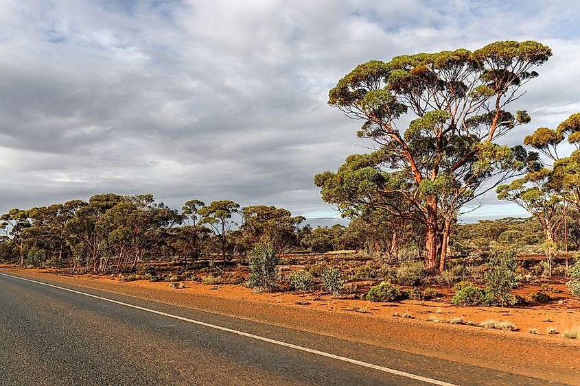 Woodland and red earth along the route into Western Australia’s Goldfields