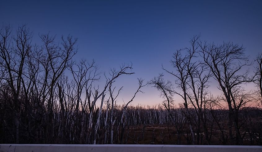 Bare trees in Fort Snelling State Park