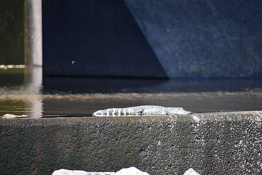 Small alligator sunbathing on the lower wall of the spillway at the Ross Barnett Reservoir