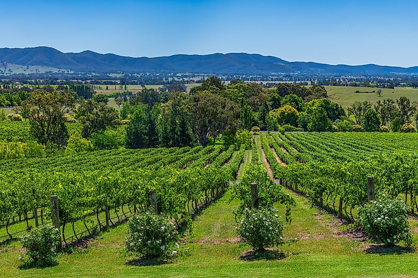 Summer's day at a winery overlooking the vineyard and countrsyide in Mudgee, Central West, NSW, Australia.