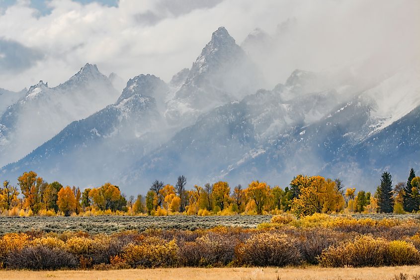 Fall foliage in Grand Teton National Park, Wyoming.