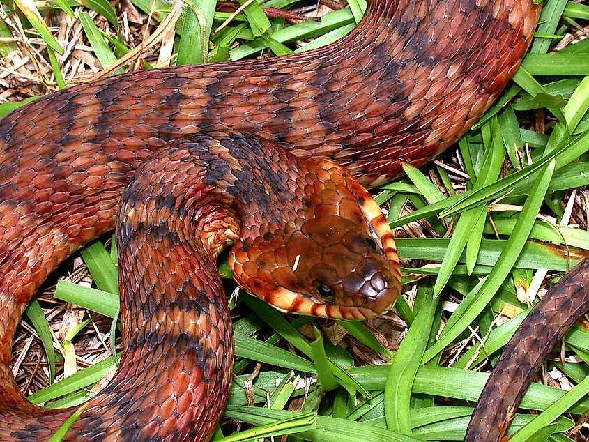 An unusual reddish specimen of banded water snake. Wikimedia Commons.