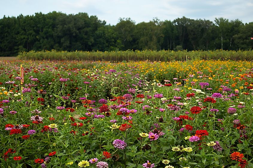 Flowers in the town of Chaptico, Maryland.