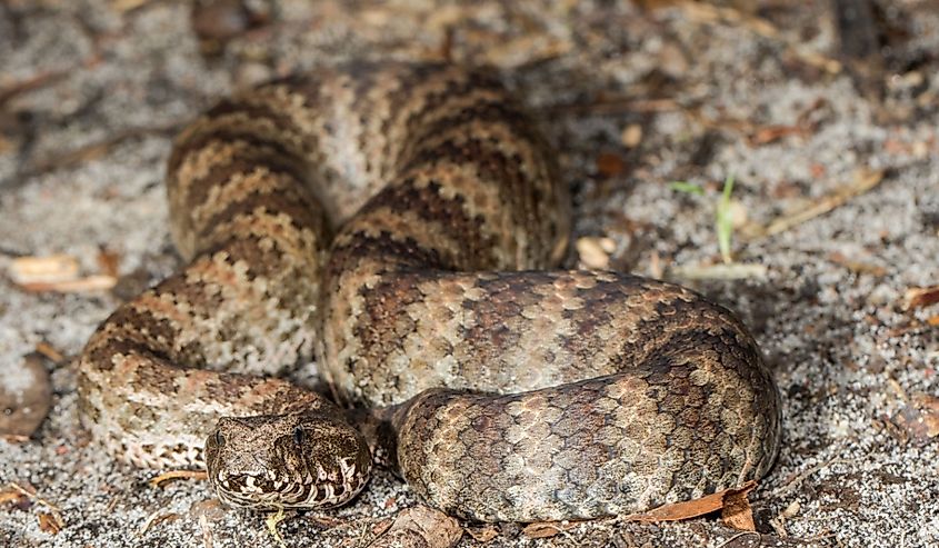 Common Death Adder Acanthophis antarcticus Southern Australia