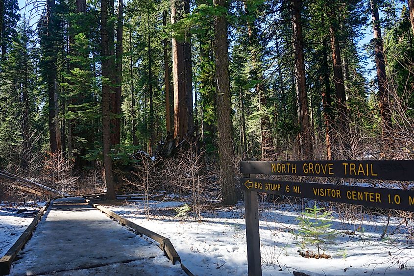 Calaveras Big Tree State Park, California.