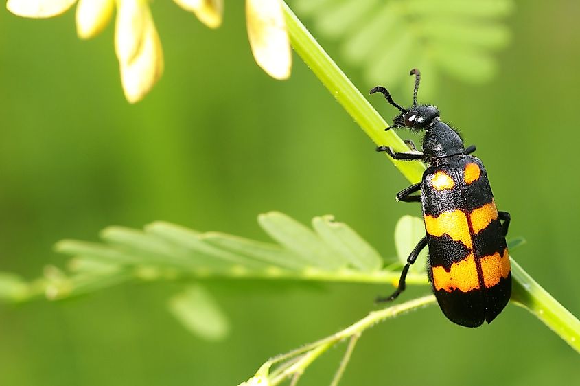 Blister beetle