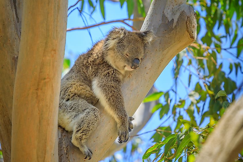 An adult male koala bear in Yanchep National Park in Western Australia