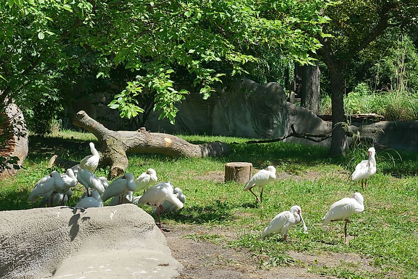 View of waterfowl at the Detroit Zoo