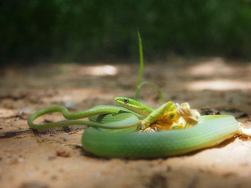 Rough Green Snake