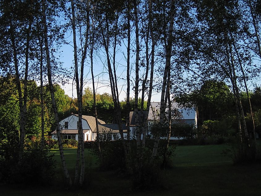 Farmstead through the birches Hartland, Maine