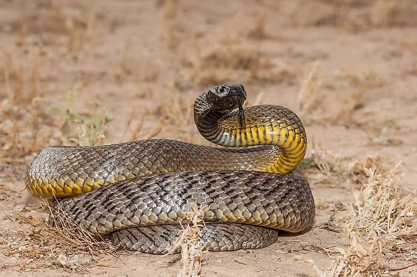 An inland taipan flicking out its tongue preparing to strike.     