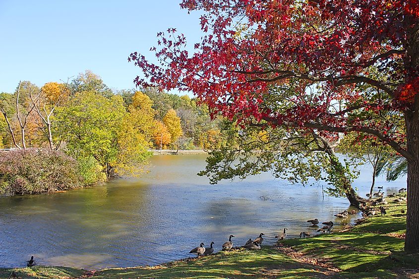 Colorful leaves in a park in Henry County, Indiana