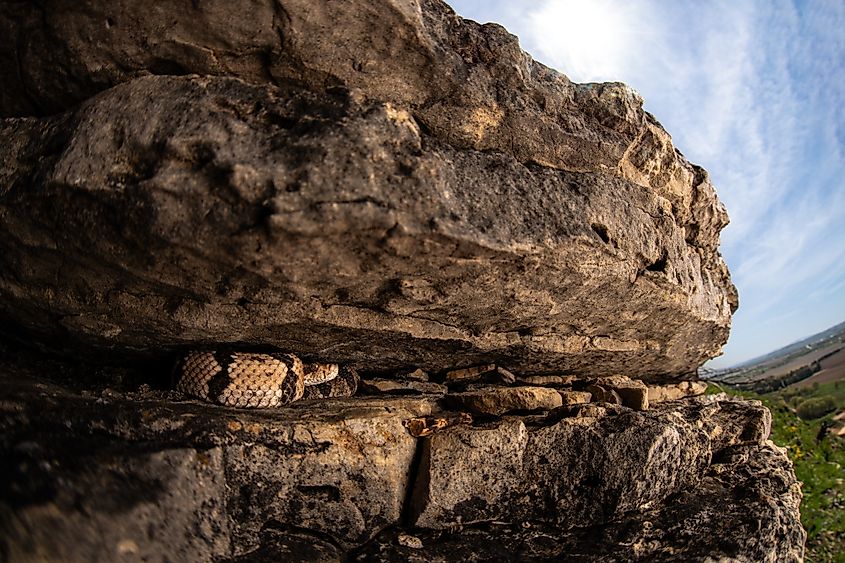 Timber rattlesnake in a rock crevice.