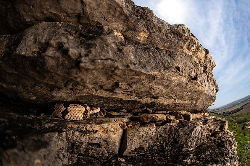 A timber rattlesnake resting in a rock crevice.