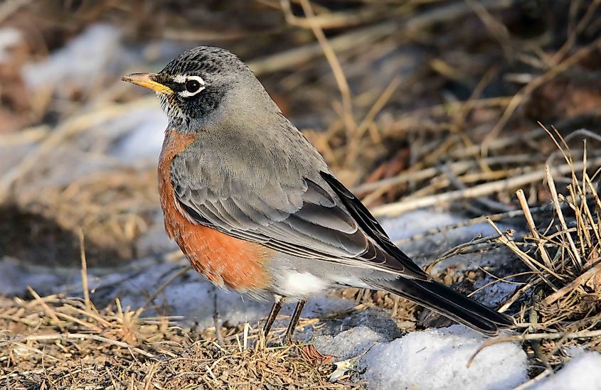 Close-up of a red robin east of Boulder in Colorado.