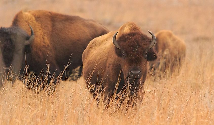 American Bison roaming the grasslands of the Tallgrass Prairie Preserve located in Pawhuska, Oklahoma.