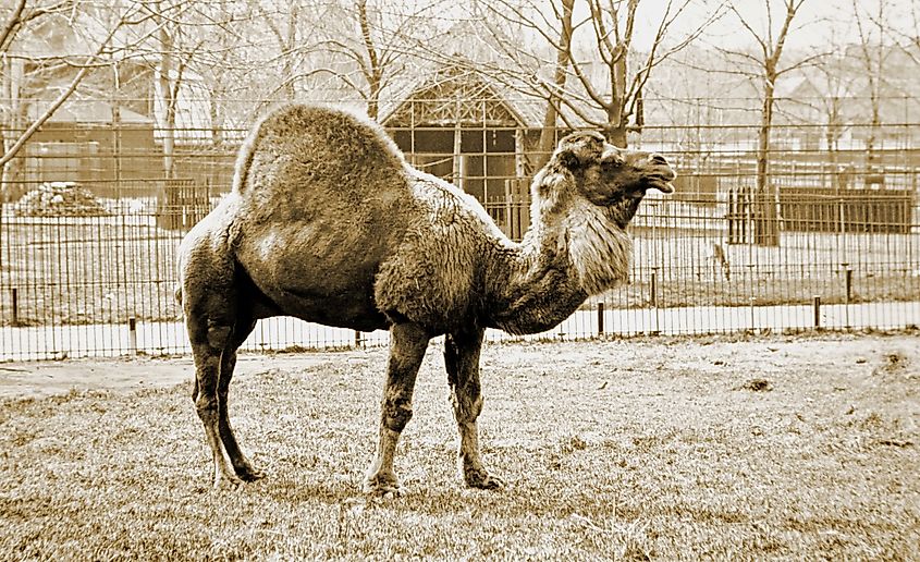 Dromedary, Philadelphia Zoo, Fairmount Park, 1898.