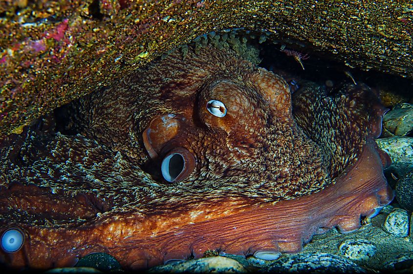 North Pacific Giant Octopus in Toyama Bay, Japan.