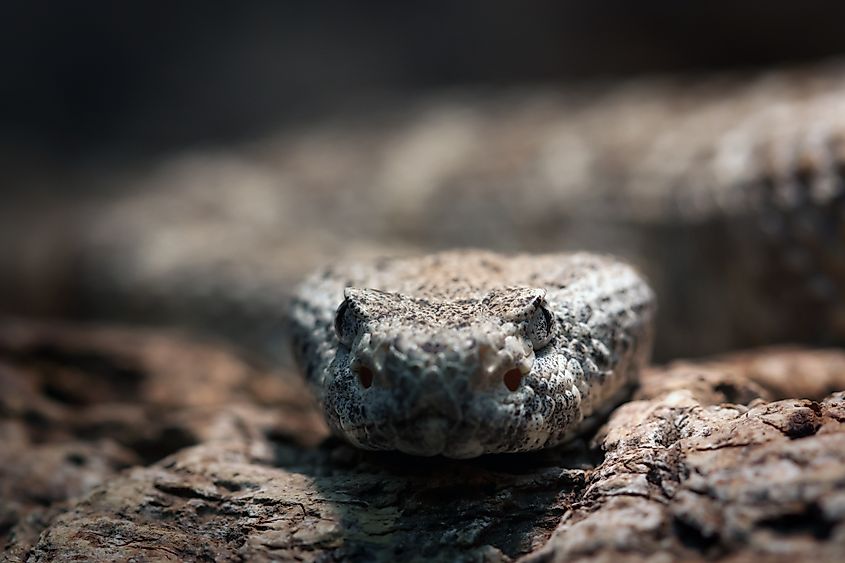 Panamint Rattlesnake