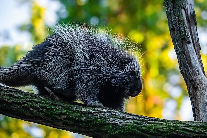 North American porcupine climbing trees and branches.