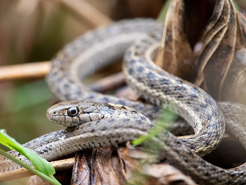 A Western terrestrial water snake.