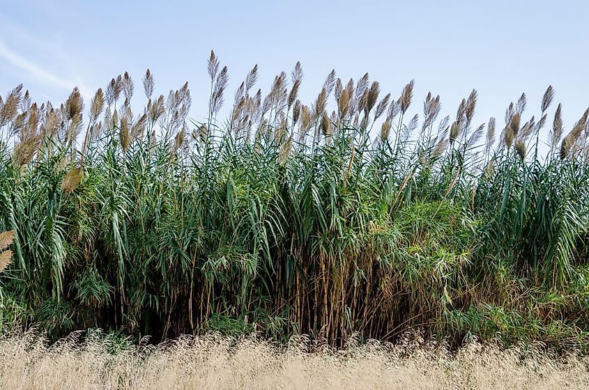 Phragmites australis, known as the common reed, is a species of plant