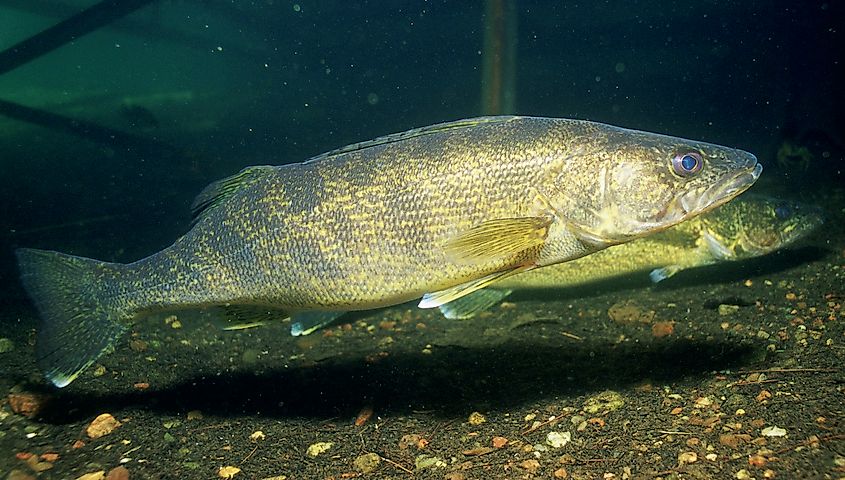 Walleye, one of the species showing signs of recovery in Lake Huron. U.S. Fish and Wildlife Service via Wikimedia Commons