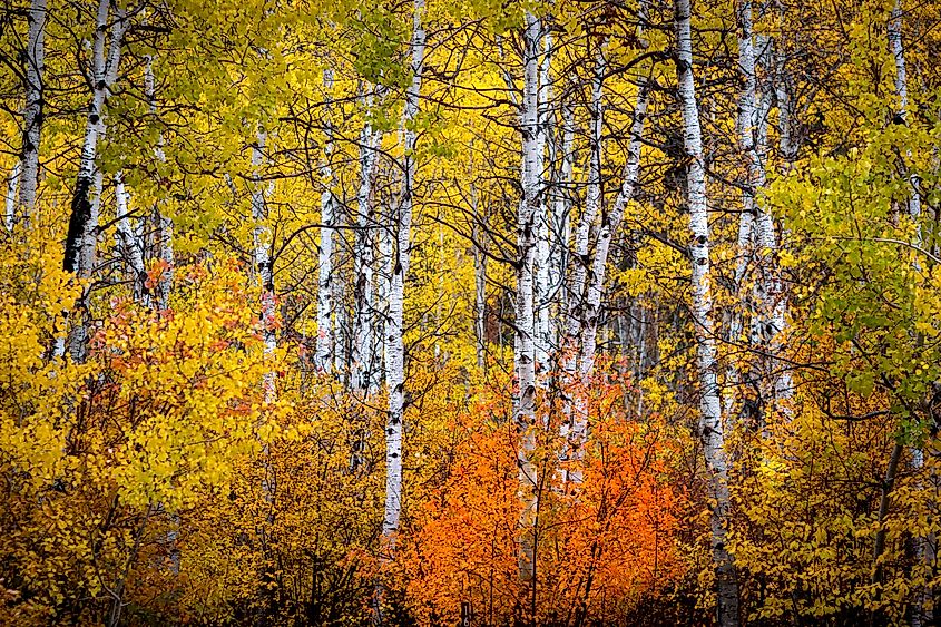 Aspens and fall colors in South Dakota.