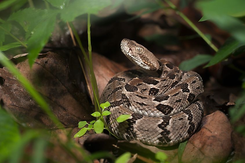 Juvenile young timber rattlesnake coiled up.