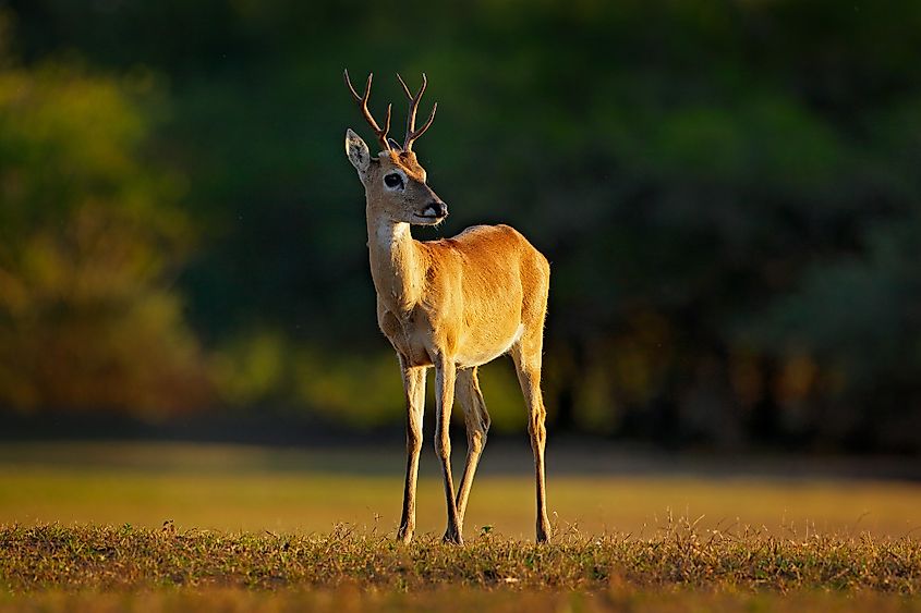 Pampas deer