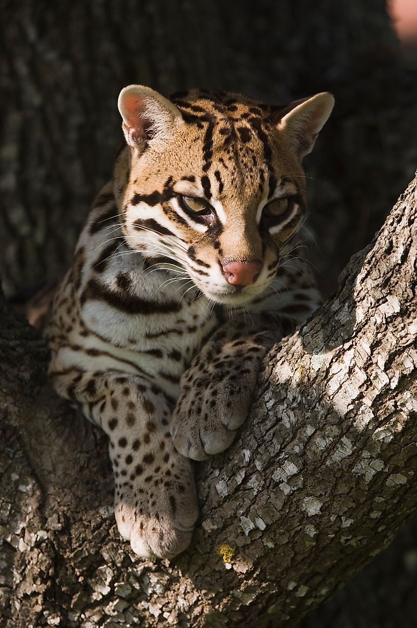 Ocelot, Felis pardalis, captive, female resting on mesquite tree.