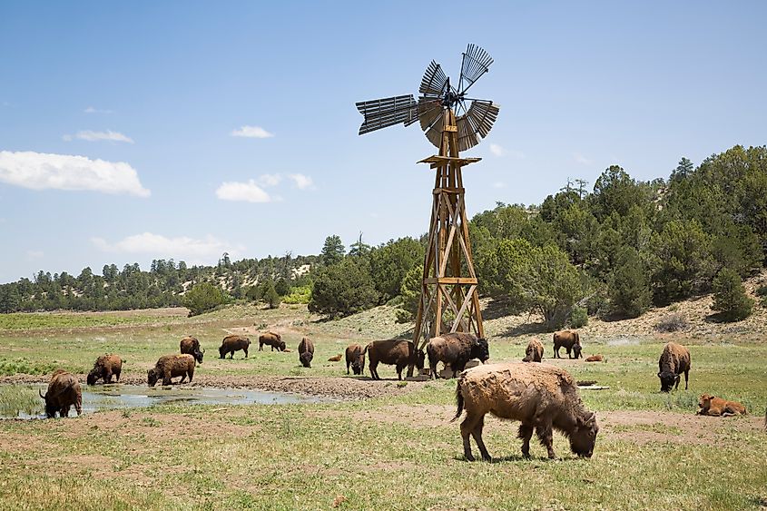 Buffalo herd, American bison on a farm in Utah, USA.