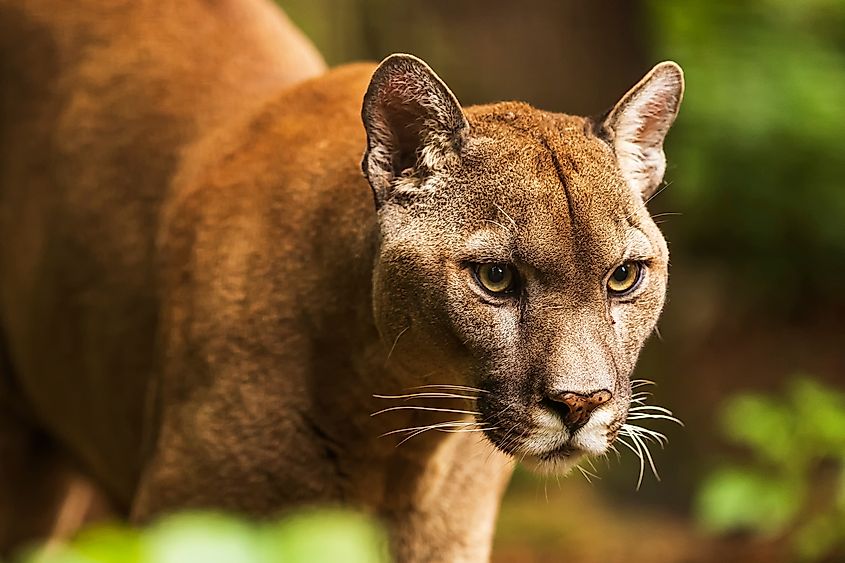 Close-up of a mountain lion.