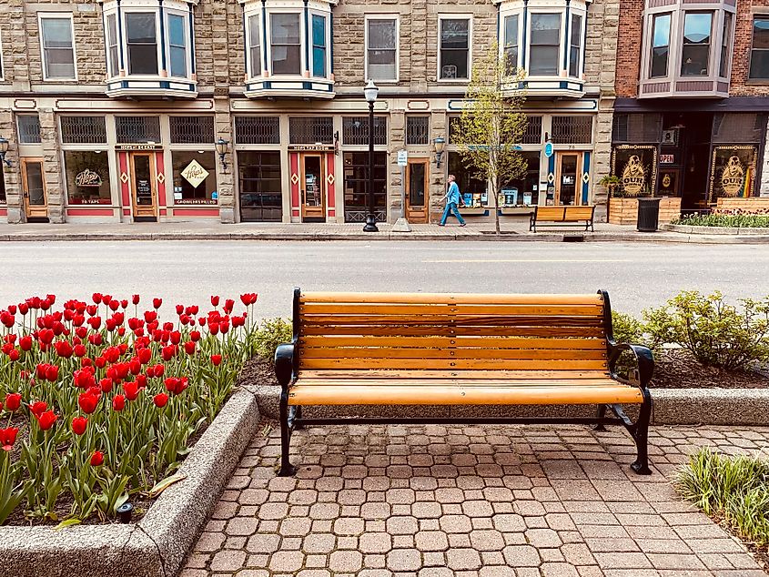 A wooden bench sits next to a bed of red tulips in a quiet downtown area. 