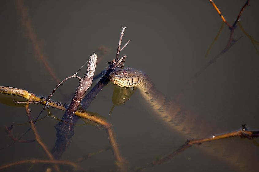 Diamondback water snake (Nerodia rhombifer)