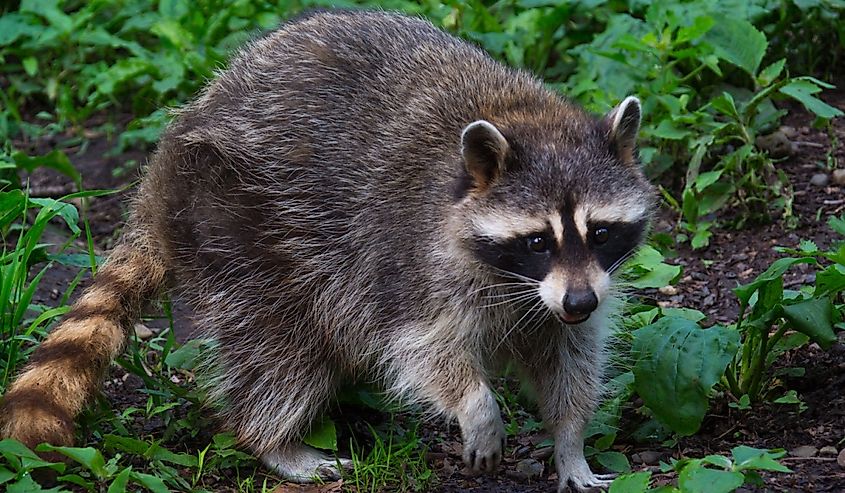 Small raccoon with a raised paw among plants