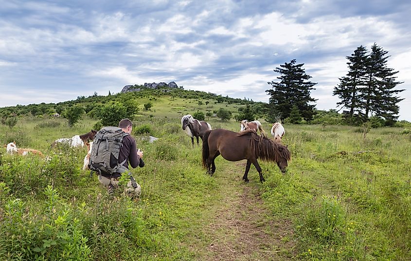 A herd of wild ponies along the Appalachian Trail in Grayson Highlands State Park