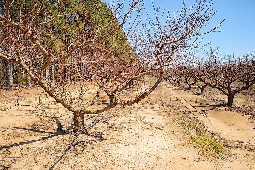 Peach trees in Edgefield, South Carolina.