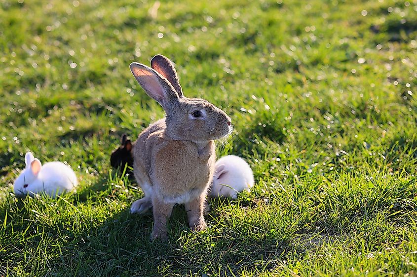 A rabbit is standing in a field with other rabbits.