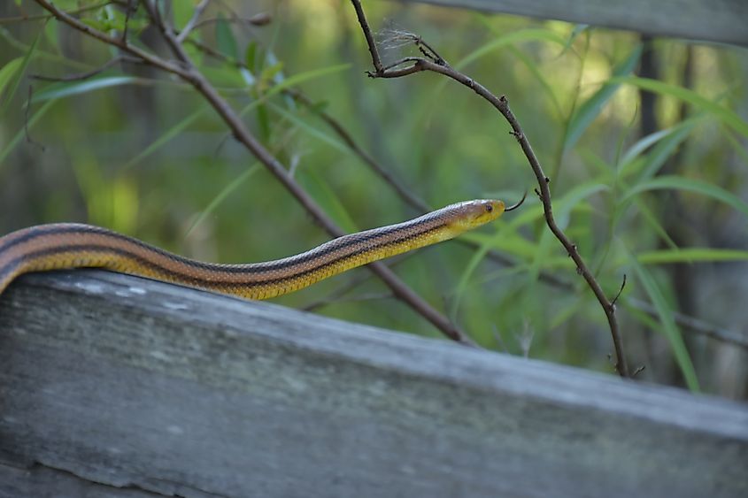 eastern rat snakes