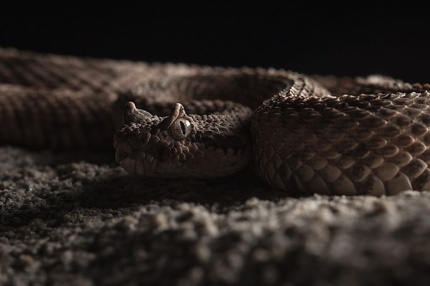 Mojave Desert Sidewinder