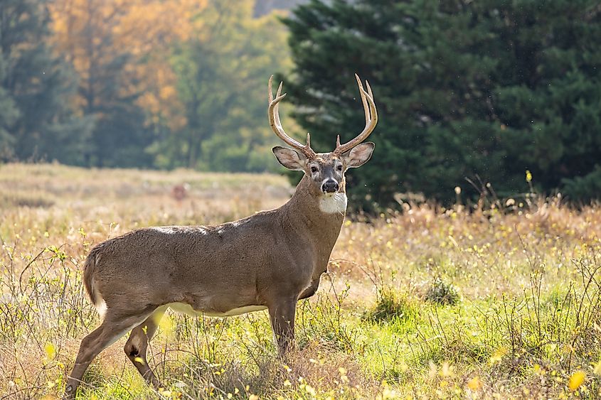 White-tailed deer (Odocoileus virginianus) buck in fall.