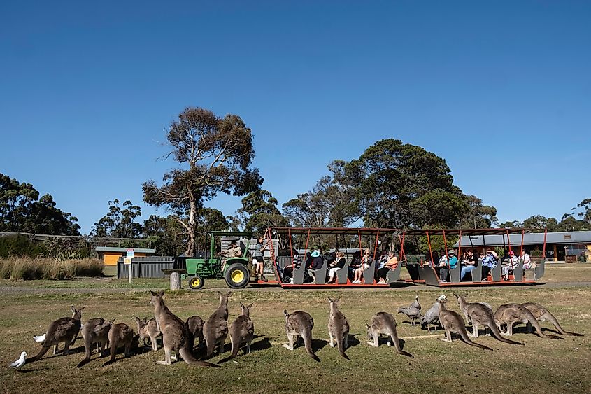 Visitors to the East Coast Natureworld Sanctuary in Bicheno, Tasmania, Australia