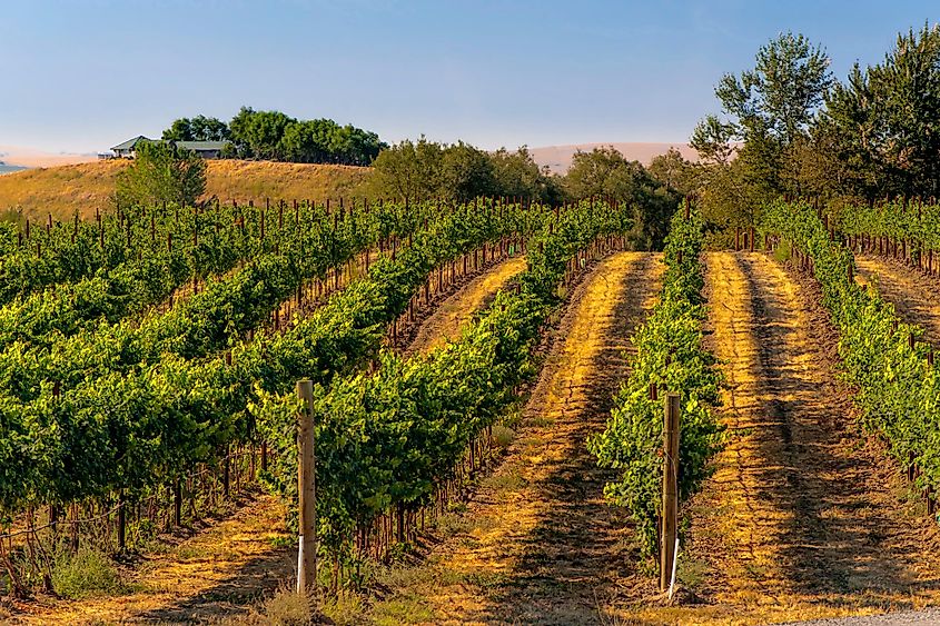 Walla Walla vineyards ripen in the summer sun.