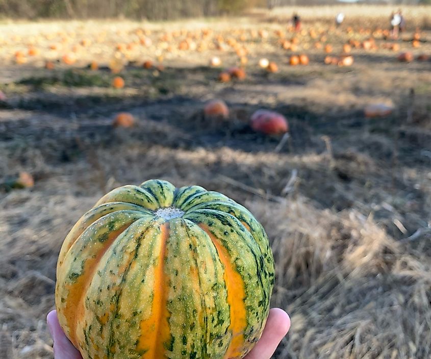 Roca berry farm pumpkin patch