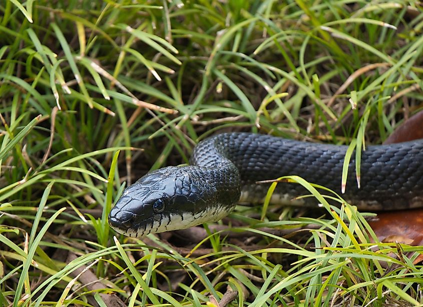 Eastern rat snake looking for a prey through garden grass.