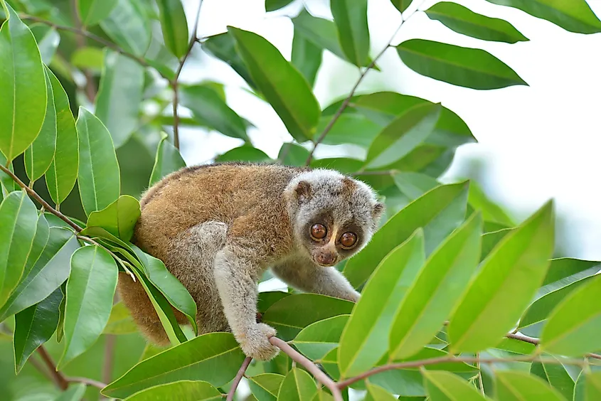 Bengal Slow Loris on branch of tropical forest in South East Asia.