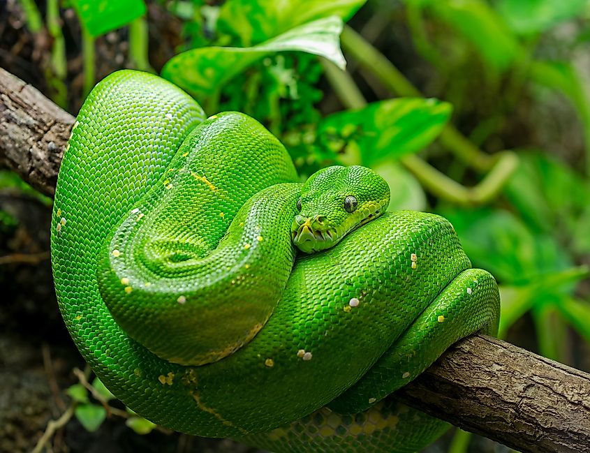 9 Green Snake Species Slithering Around The World - WorldAtlas