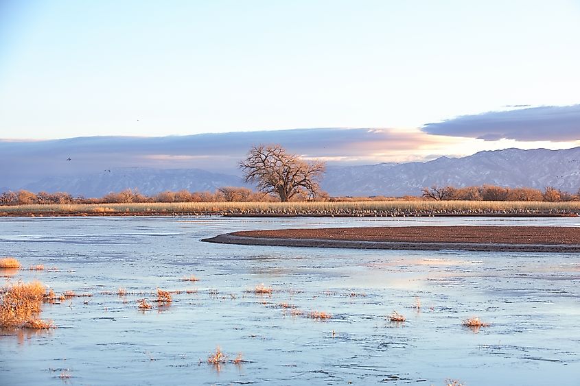 Bernardo Wildlife Area near Belen, New Mexico